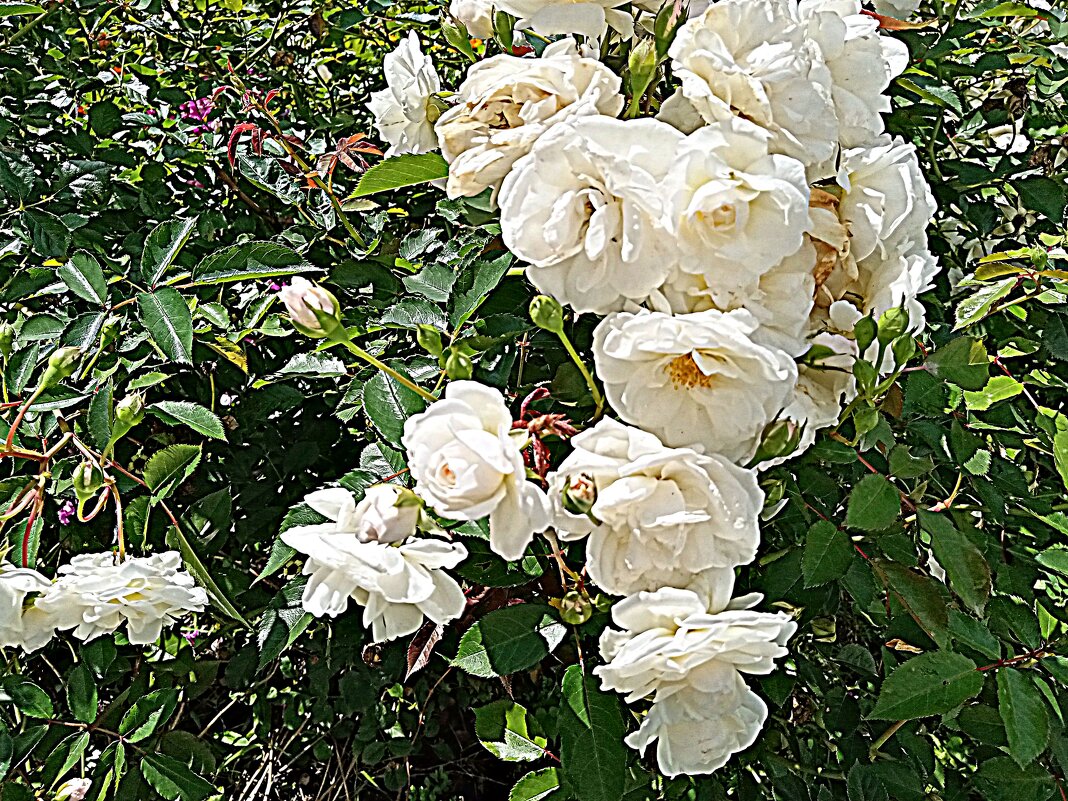 Цветы. - Владимир Драгунский