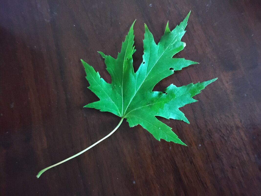 Кленовый листочек - Дмитрий Никитин