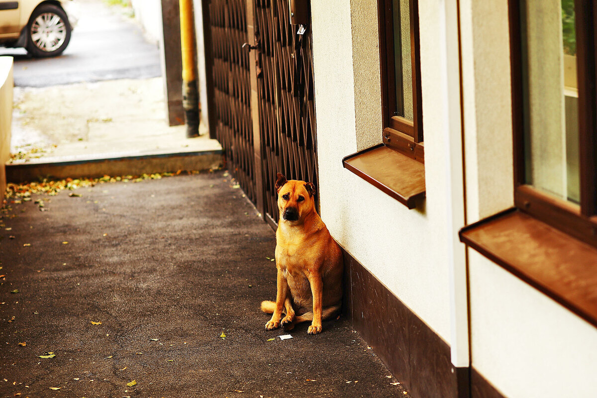 Красавчик - Юрий Гайворонскiий