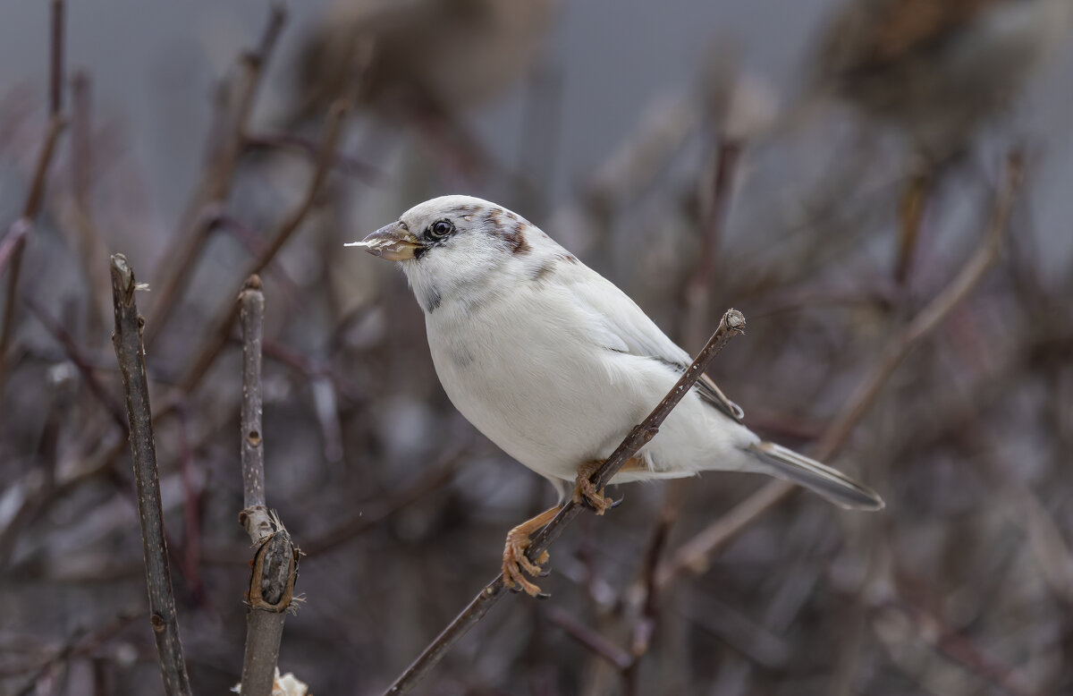 из жизни воробьев.белый воробей. - юрий макаров