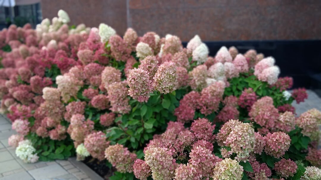 прекрасные гортензии - Елена Шаламова