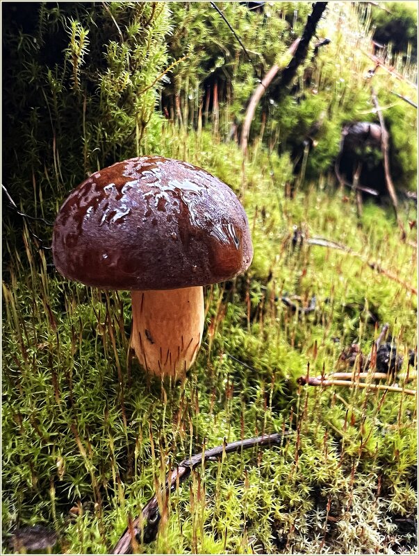 Польский. - Валерия Комова