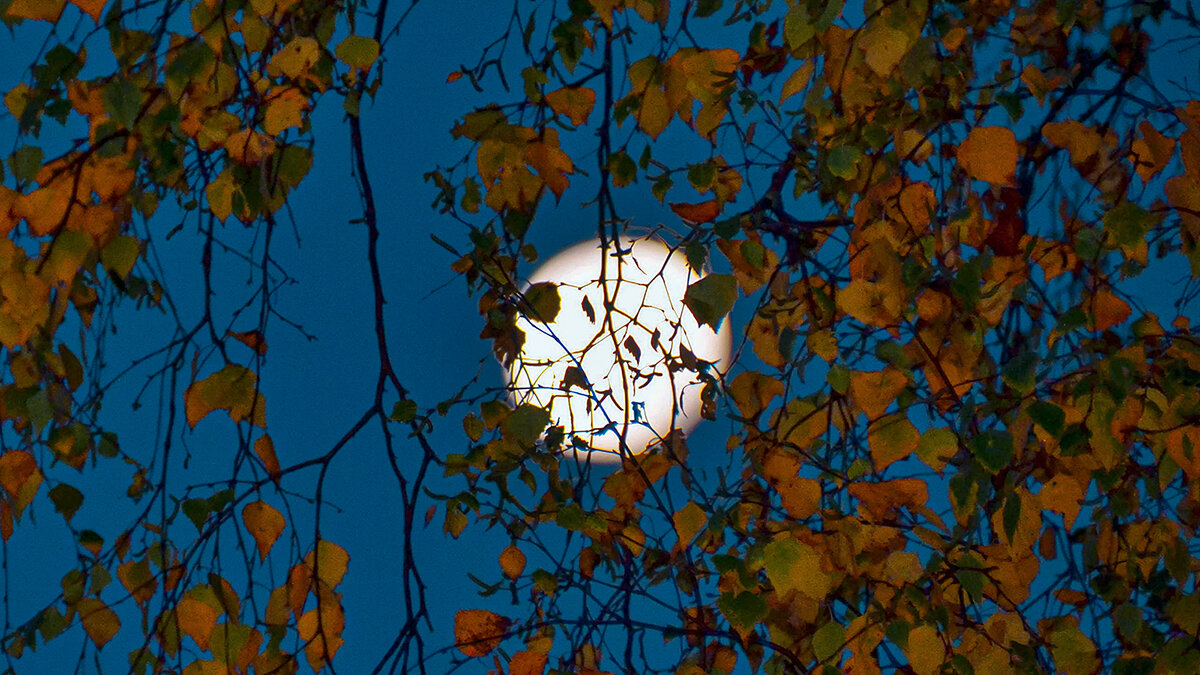 Луна в золотую осень - Alexandеr P