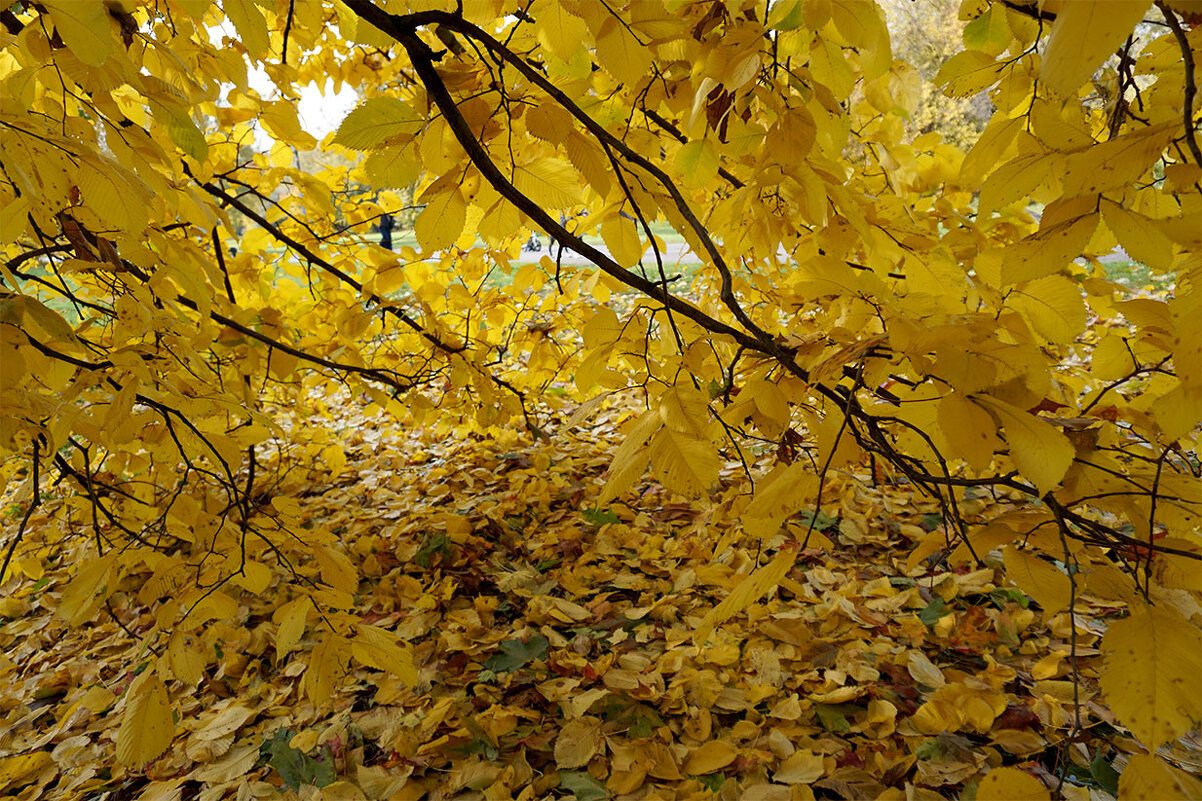 Осенний занавес - Лариса Корж