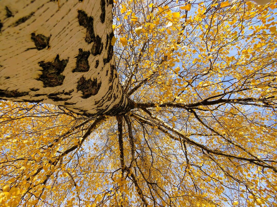 *** - Лариса С. *** - Лариса С.