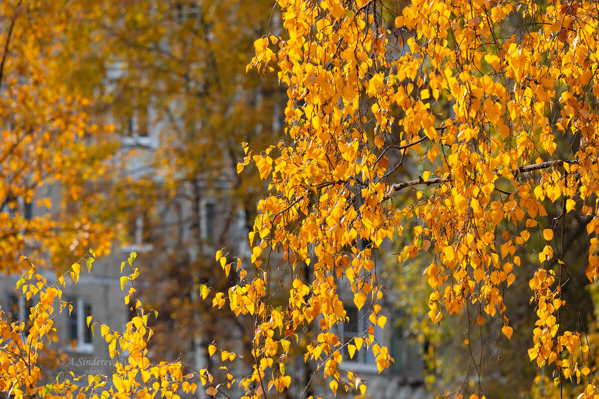 Осенние ветки берёзы - Александр Синдерёв
