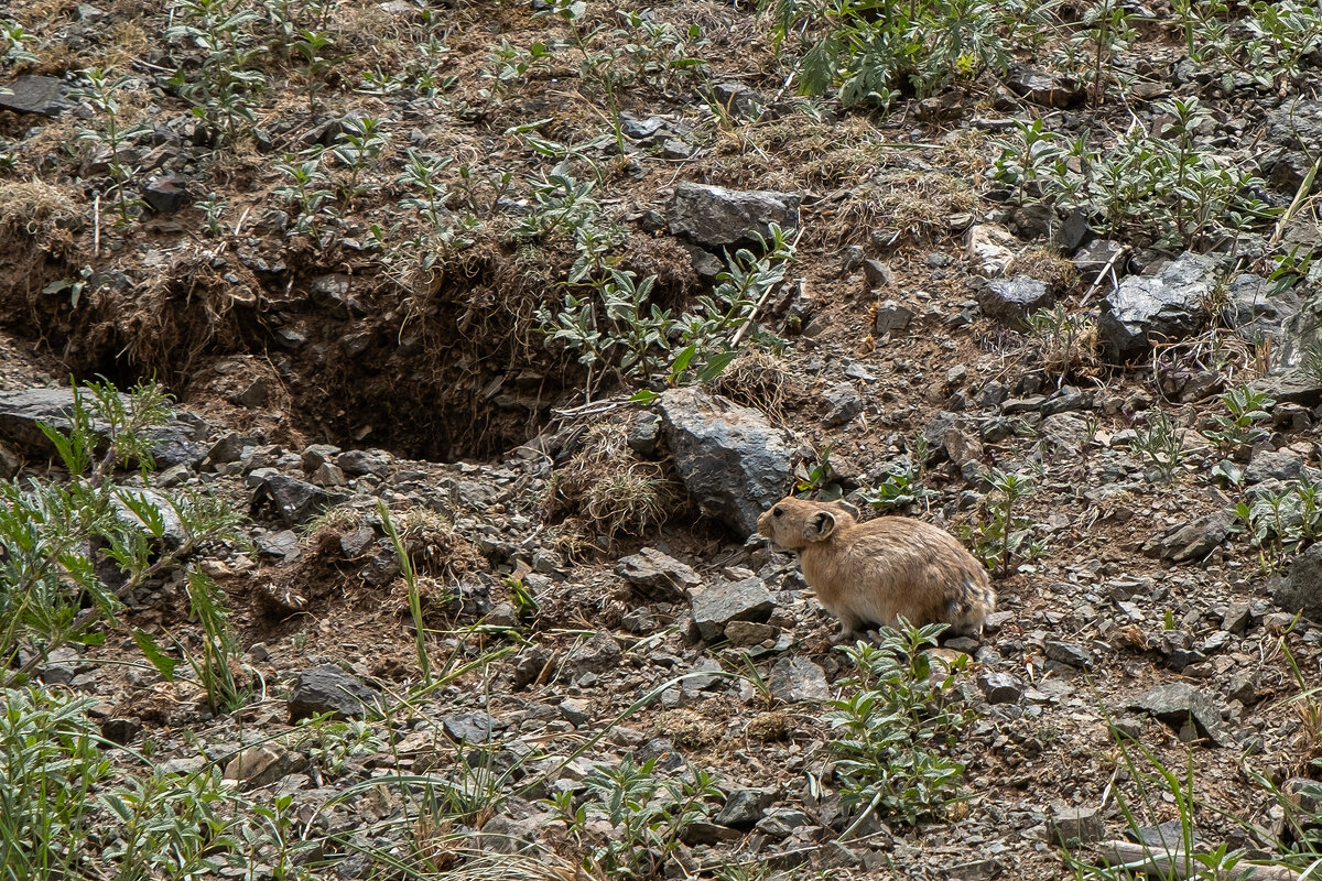 местная фауна - Galina 
