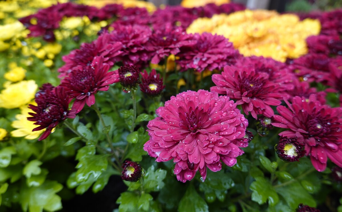 О хризантема! Королева осени!... - Галина 