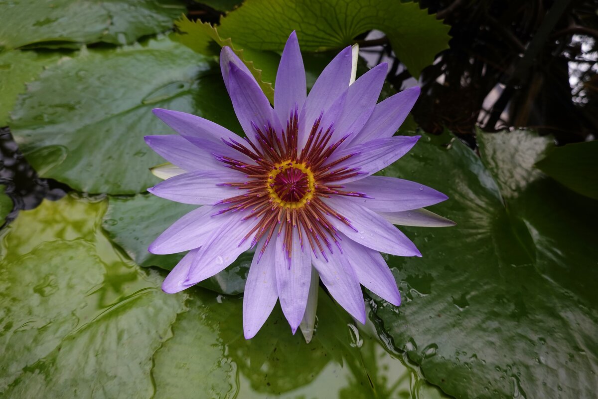 "Цветы-это звёзды на земле..".  Нимфея .... - Галина 