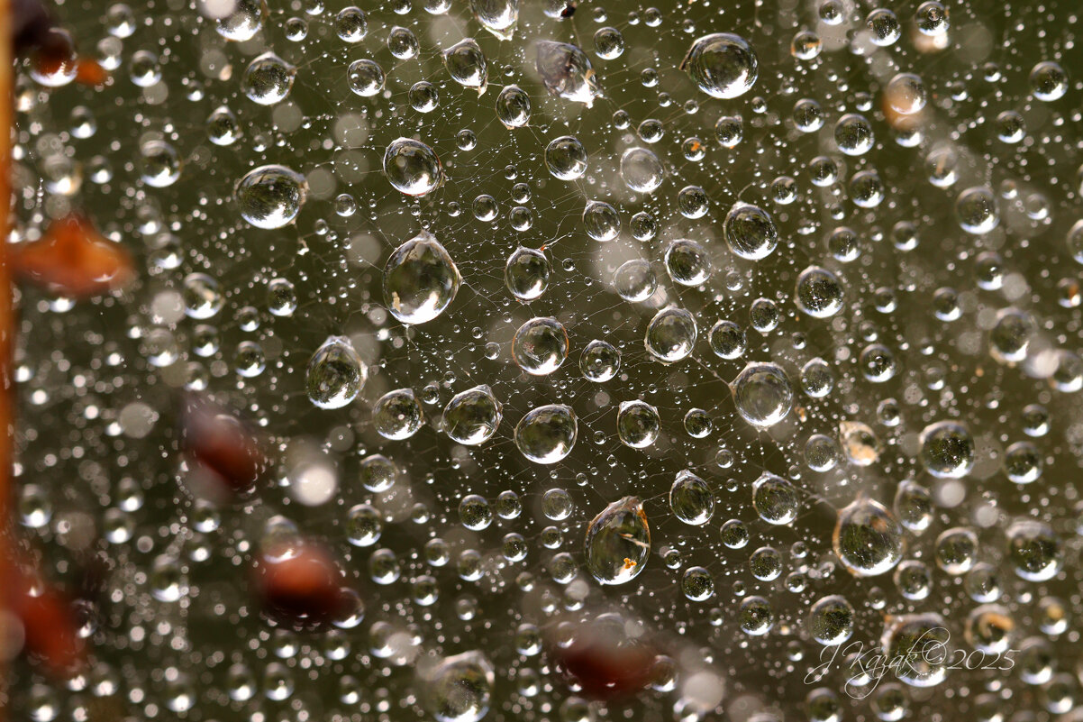 *** - Елена Kазак (selena1965)