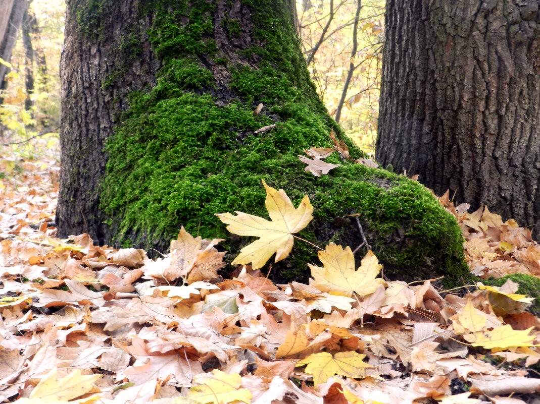 у "ног" - Лера 