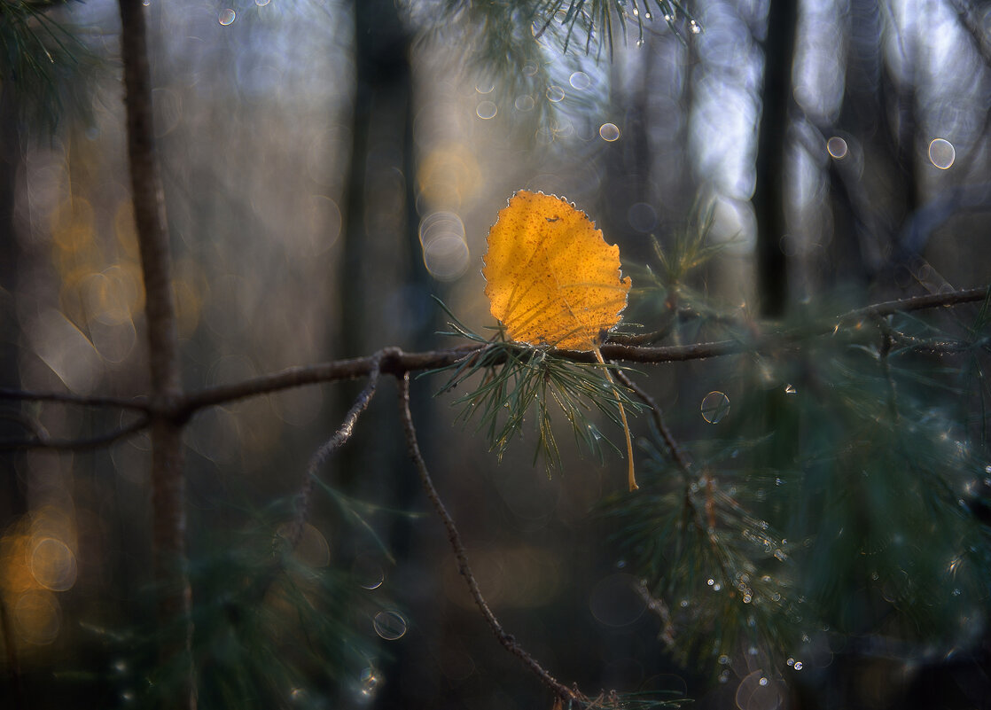 осенние зарисовки... - Natali-C C