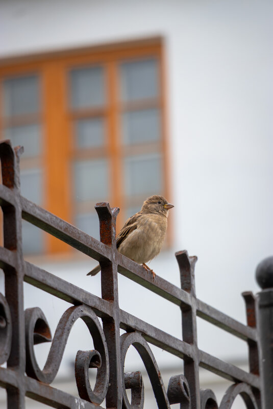 *** - Игорь Чичиль