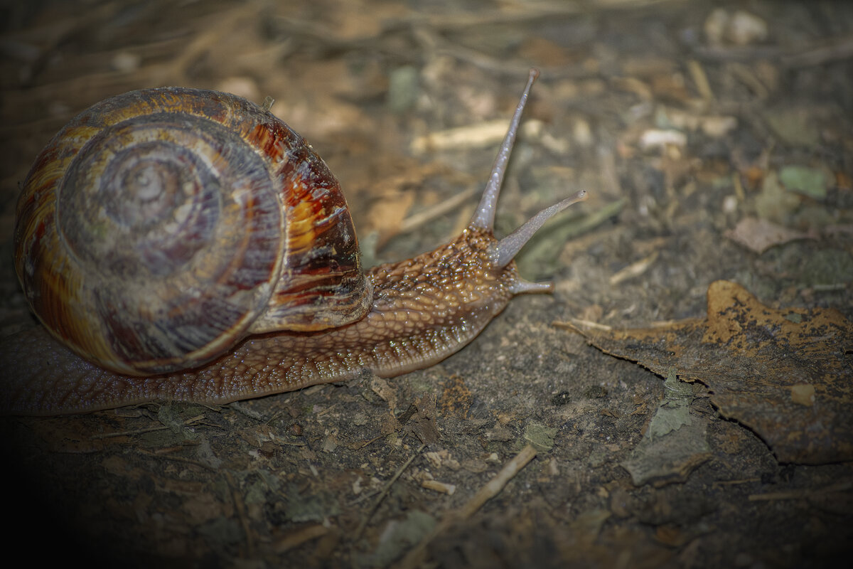 Улитка - Игорь Протасов