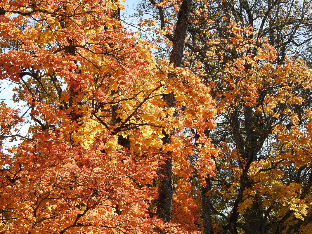 осень - ИННА ПОРОХОВА
