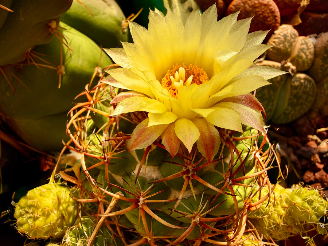 Октябрь, самое время цветения кактусов - Александр Деревяшкин