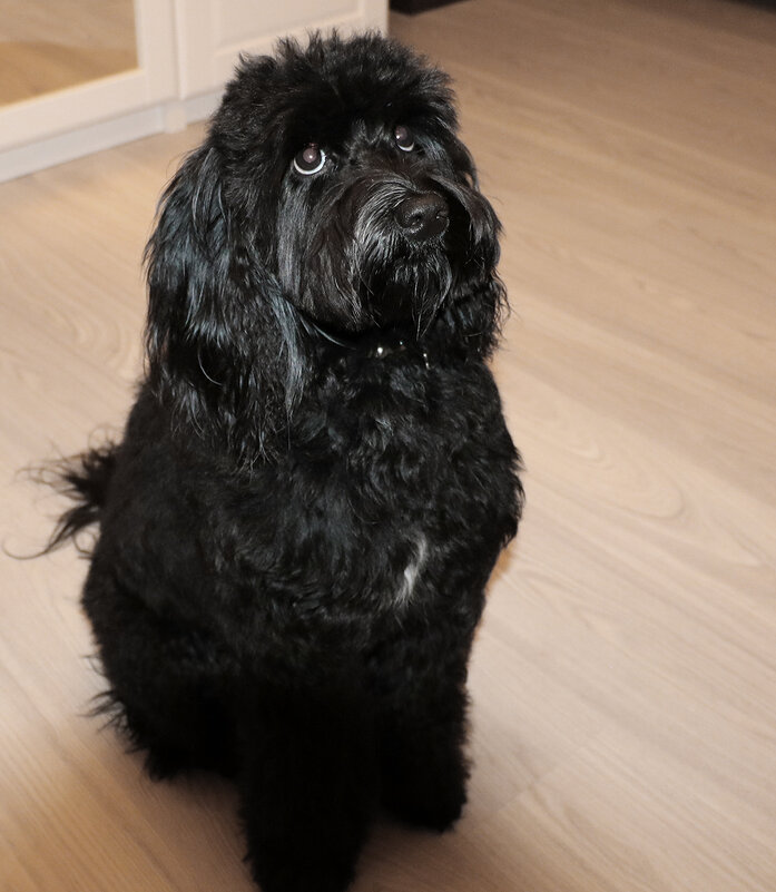 Послушная девочка - сказано сидеть, вот и сидит! - Светлана 