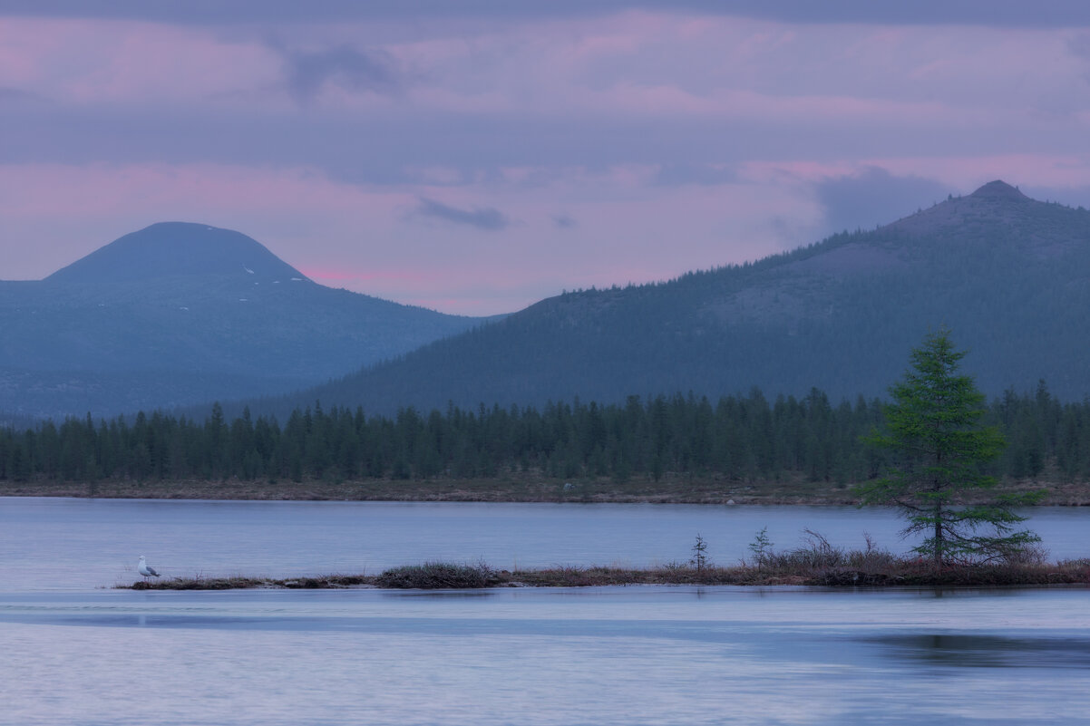 В ожидании - Дмитрий Шишкин