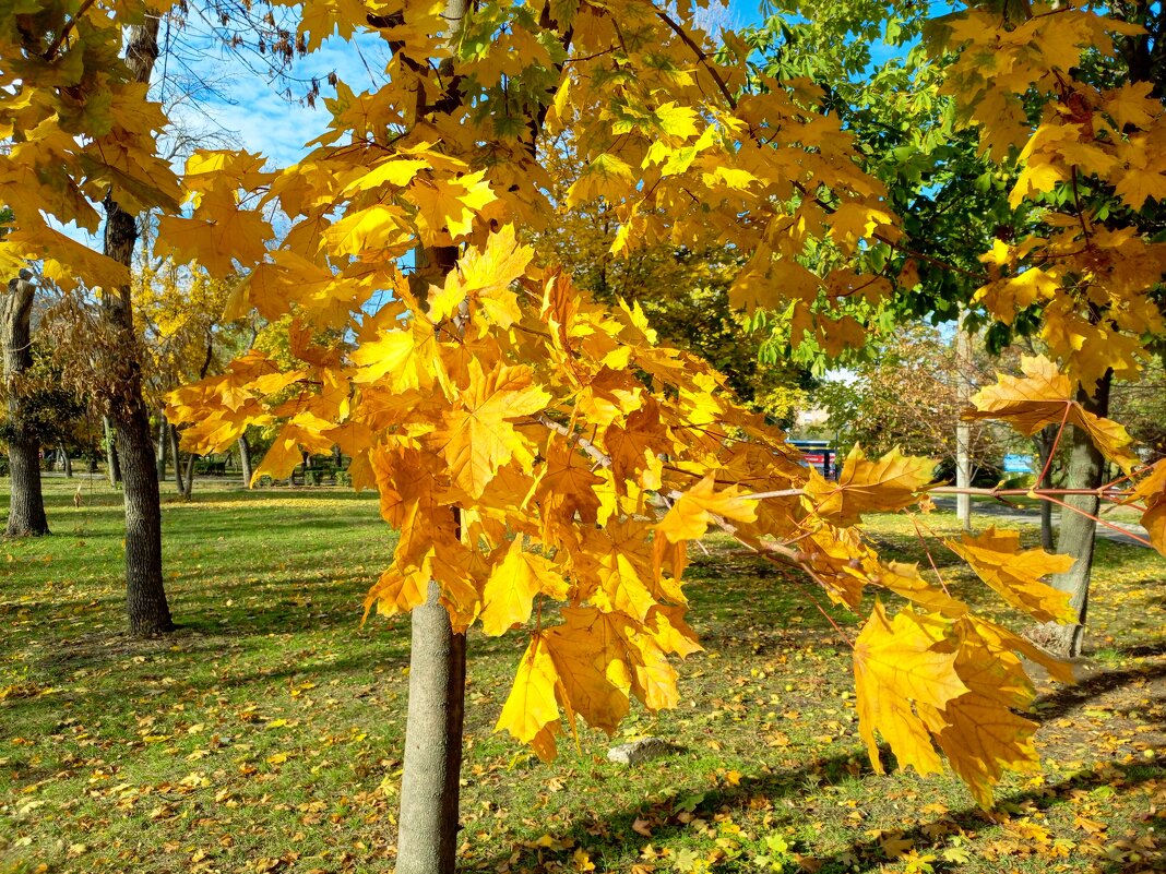 Ростовская осень - Нина Бутко
