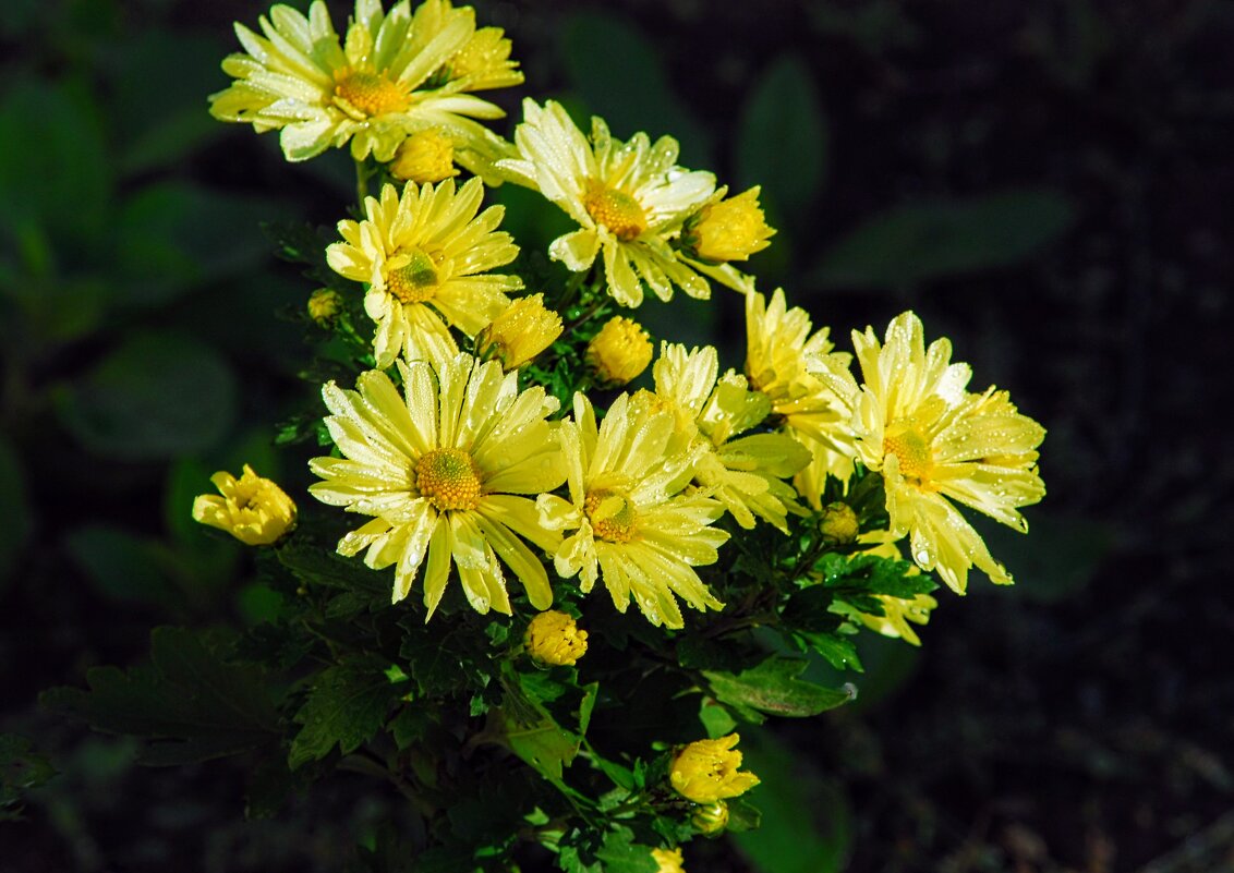 Осенний букет. - Владимир 