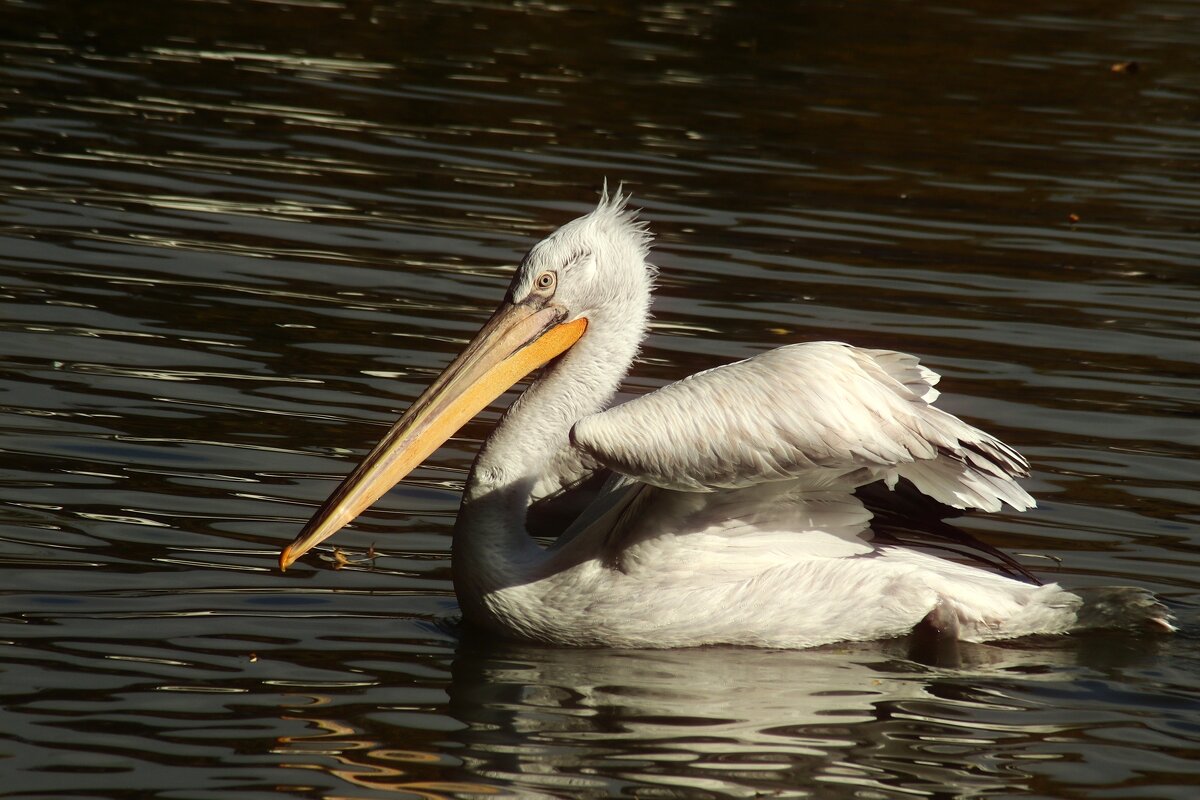 Портрет пеликана на чёрной воде - Юрий. Шмаков Портрет пеликана на чёрной воде - Юрий. Шмаков