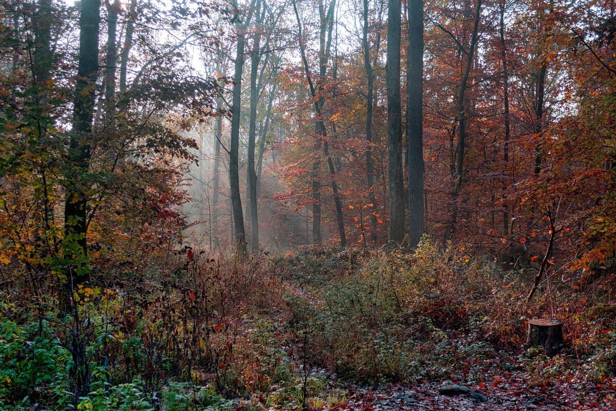 ---------------------- - igor G. ---------------------- - igor G.