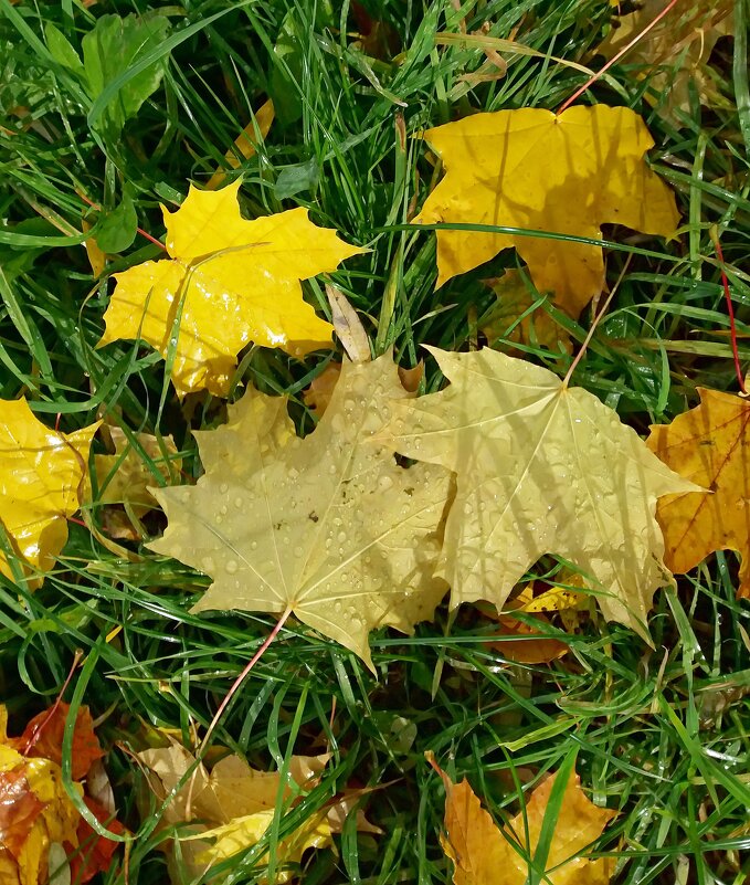 Мокнут листья под дождём - Galina Solovova