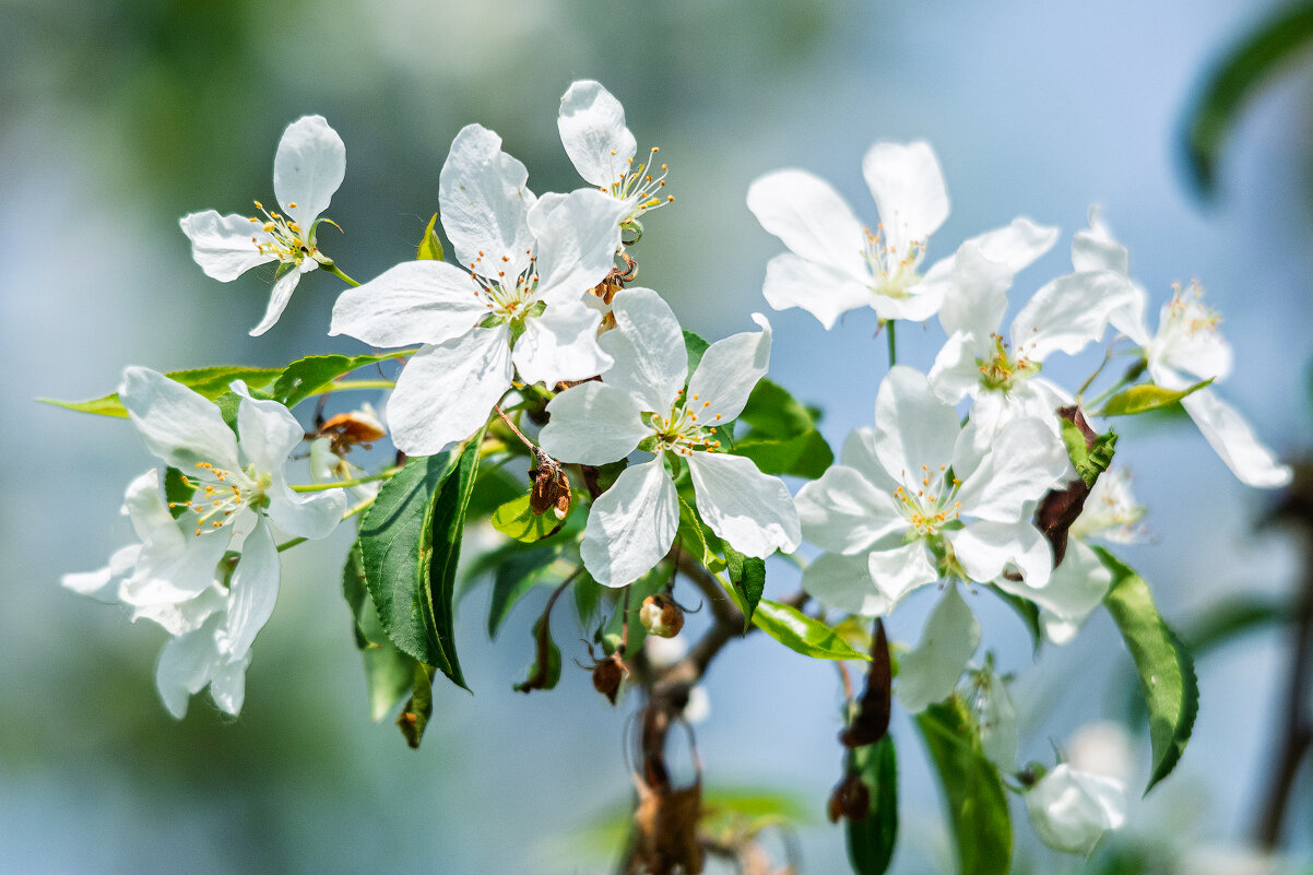 *** - Виктор Иванович Чернюк