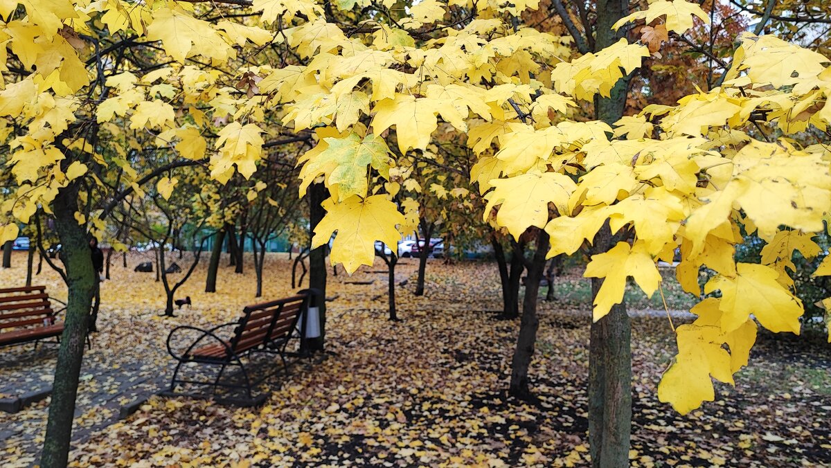 ,,, - Сергей Тимоновский