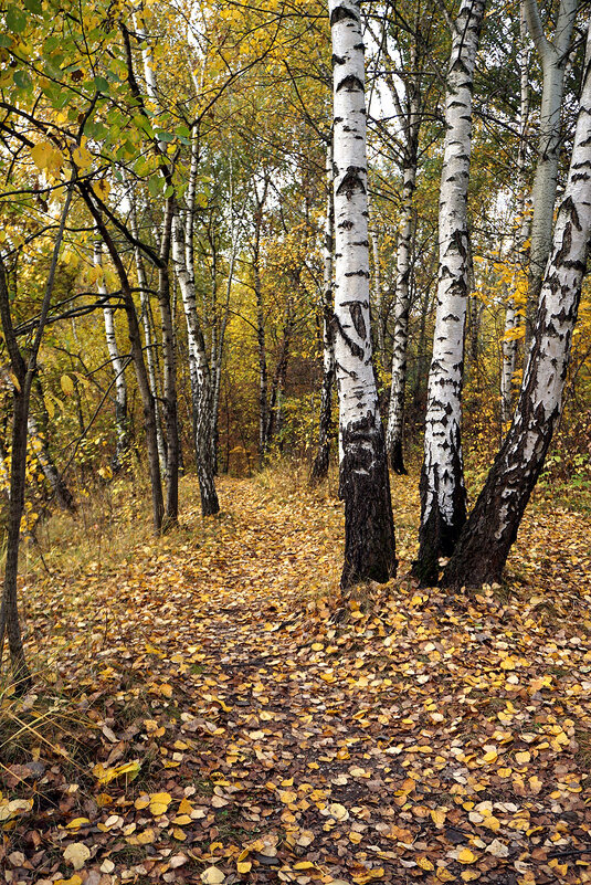 Березоньки - Лариса Корж