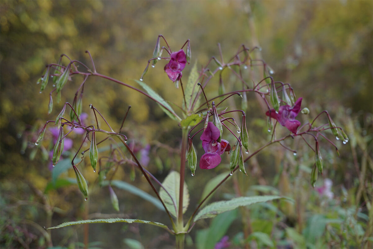 В каплях дождя - Лариса Корж