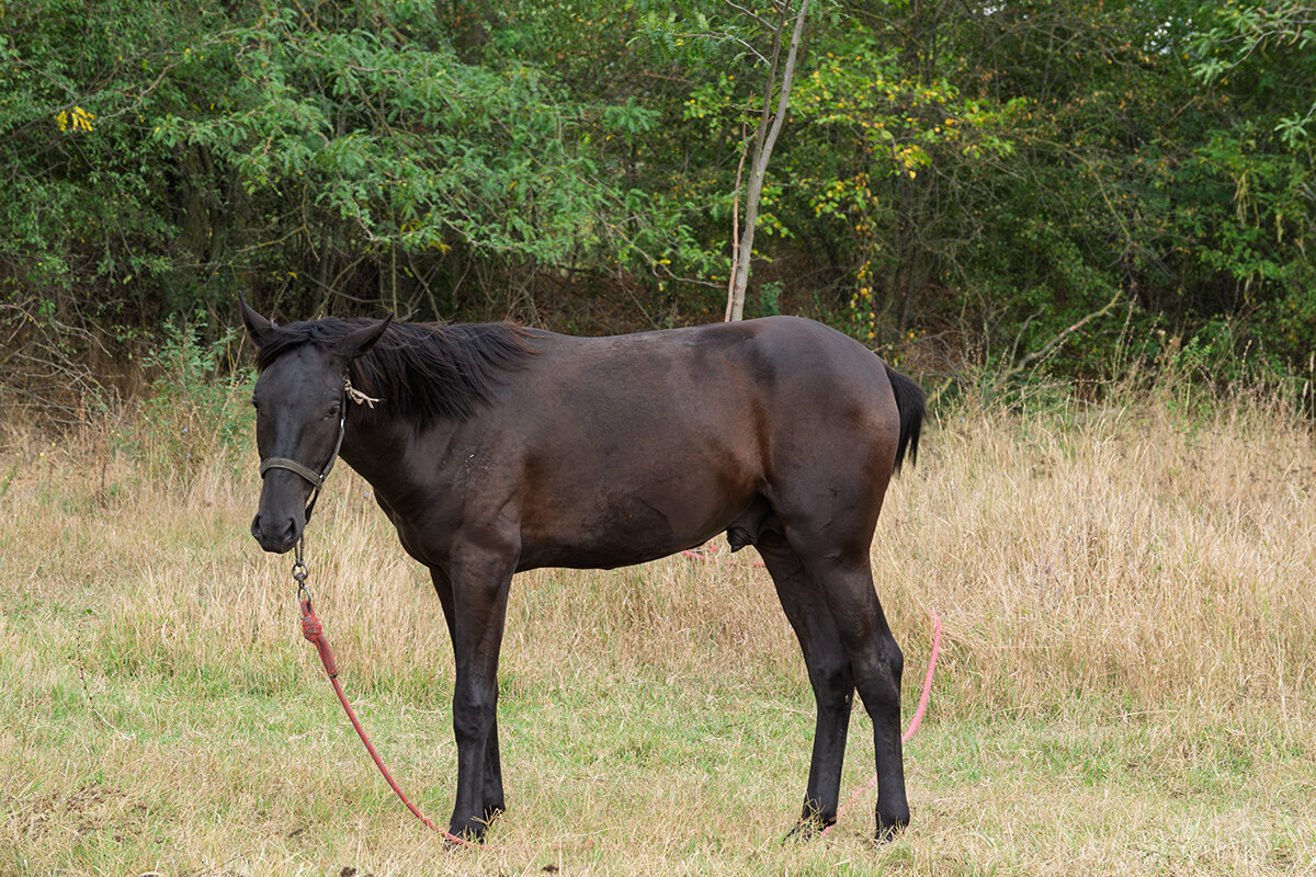 На привязи - Игорь Сикорский