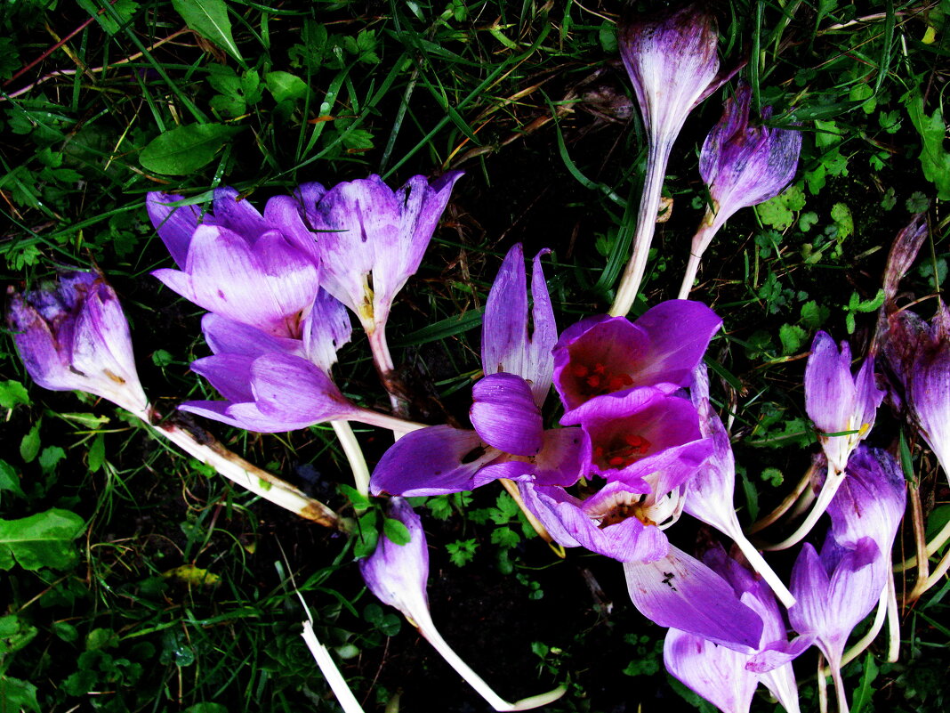 Безвременники - Людмила Смородинская