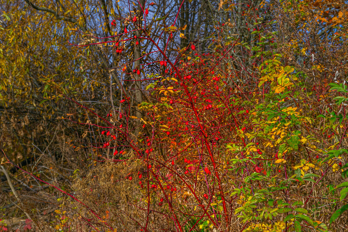 Куст шиповника - Сергей Цветков