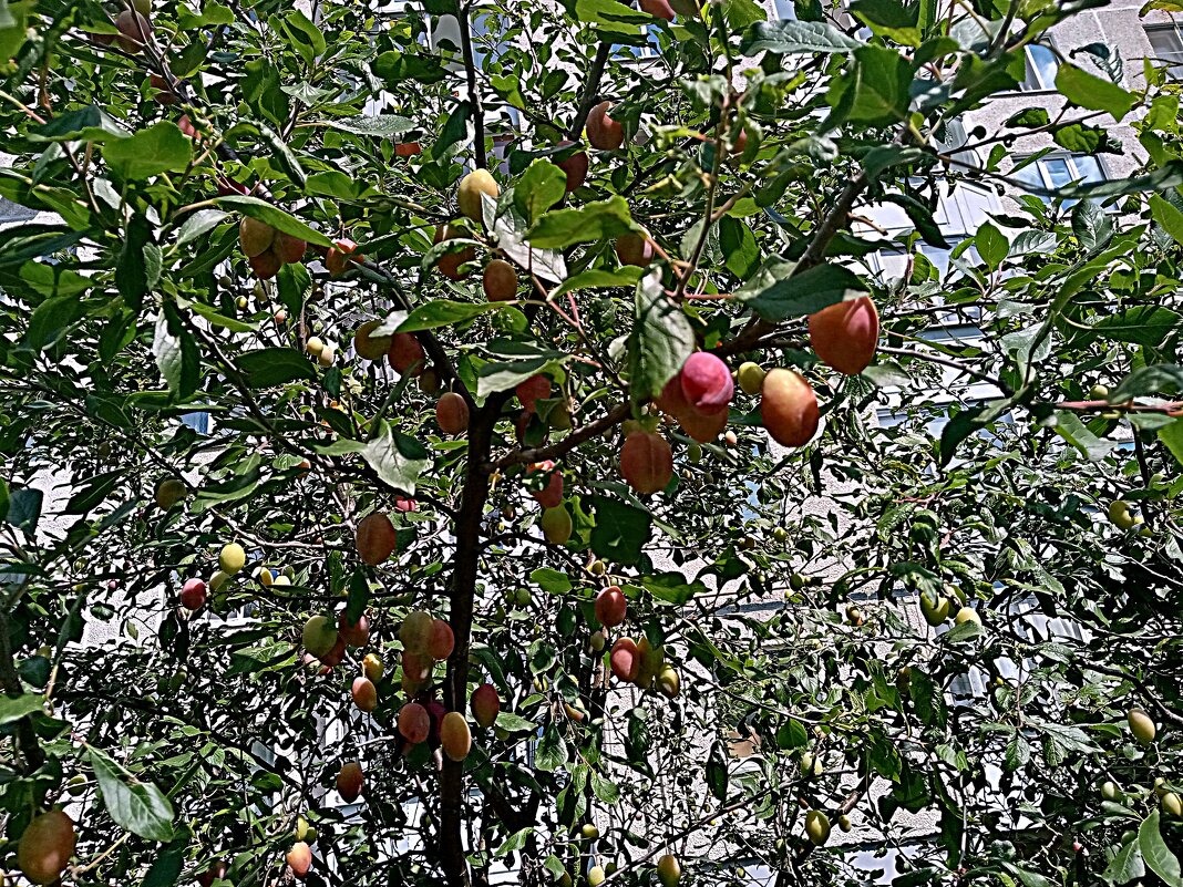 Цветы и растения. - Владимир Драгунский