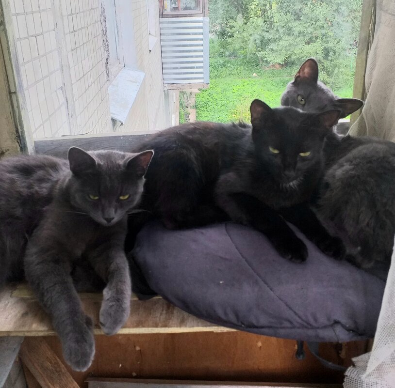 мы бандито, знаменито... - Галина Флора мы бандито, знаменито... - Галина Флора