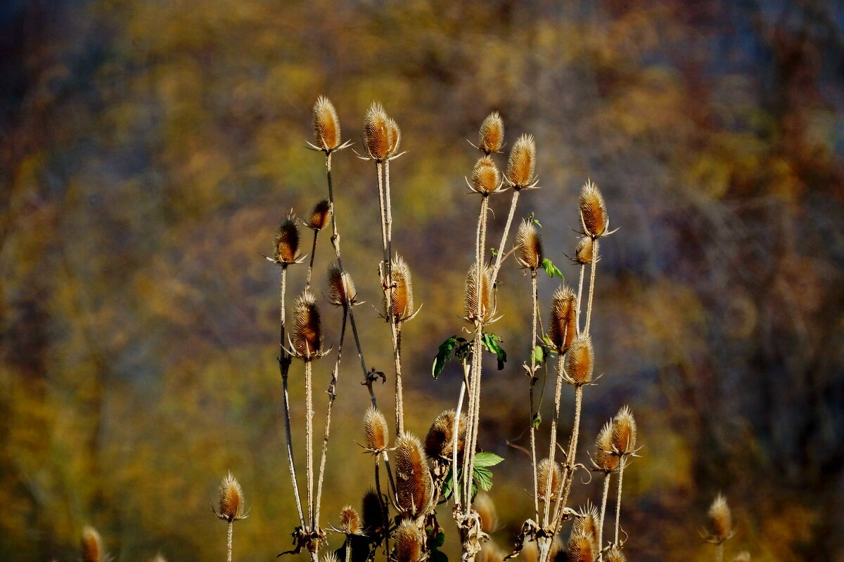 Осень на дворе... - Николай Саржанов