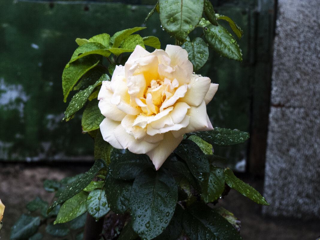 Глория  Дей - Валентин Семчишин