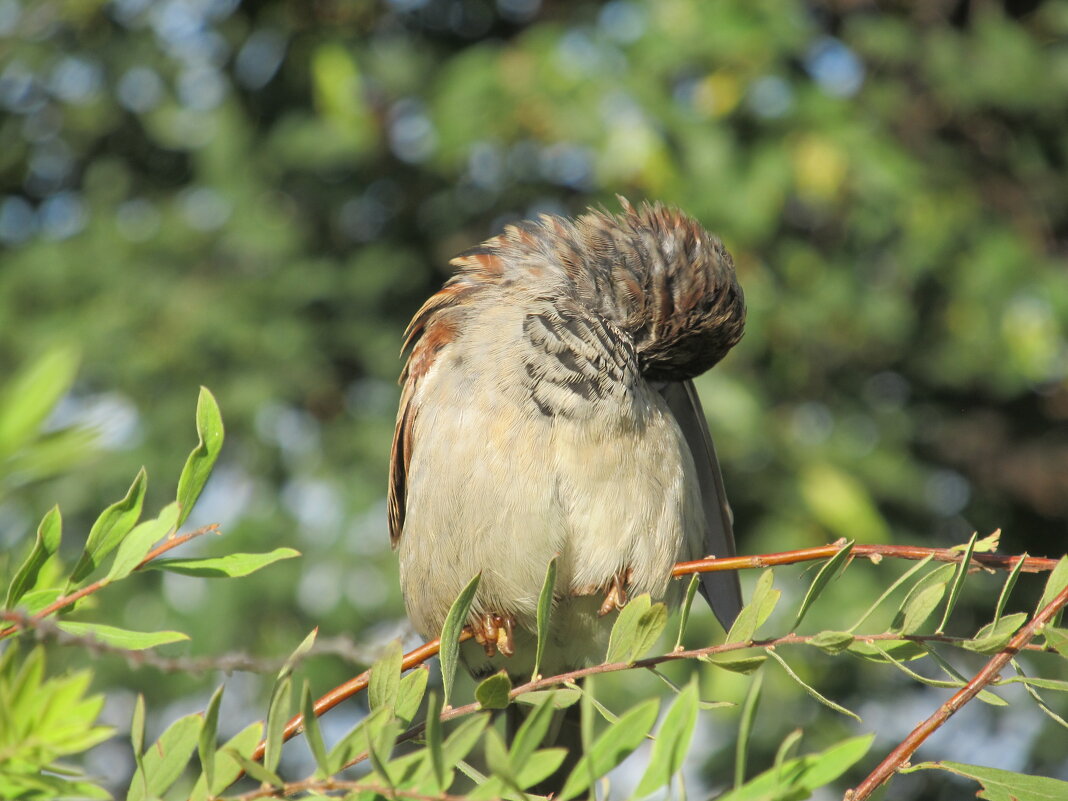 чистит пёрышки - Елена Шаламова чистит пёрышки - Елена Шаламова