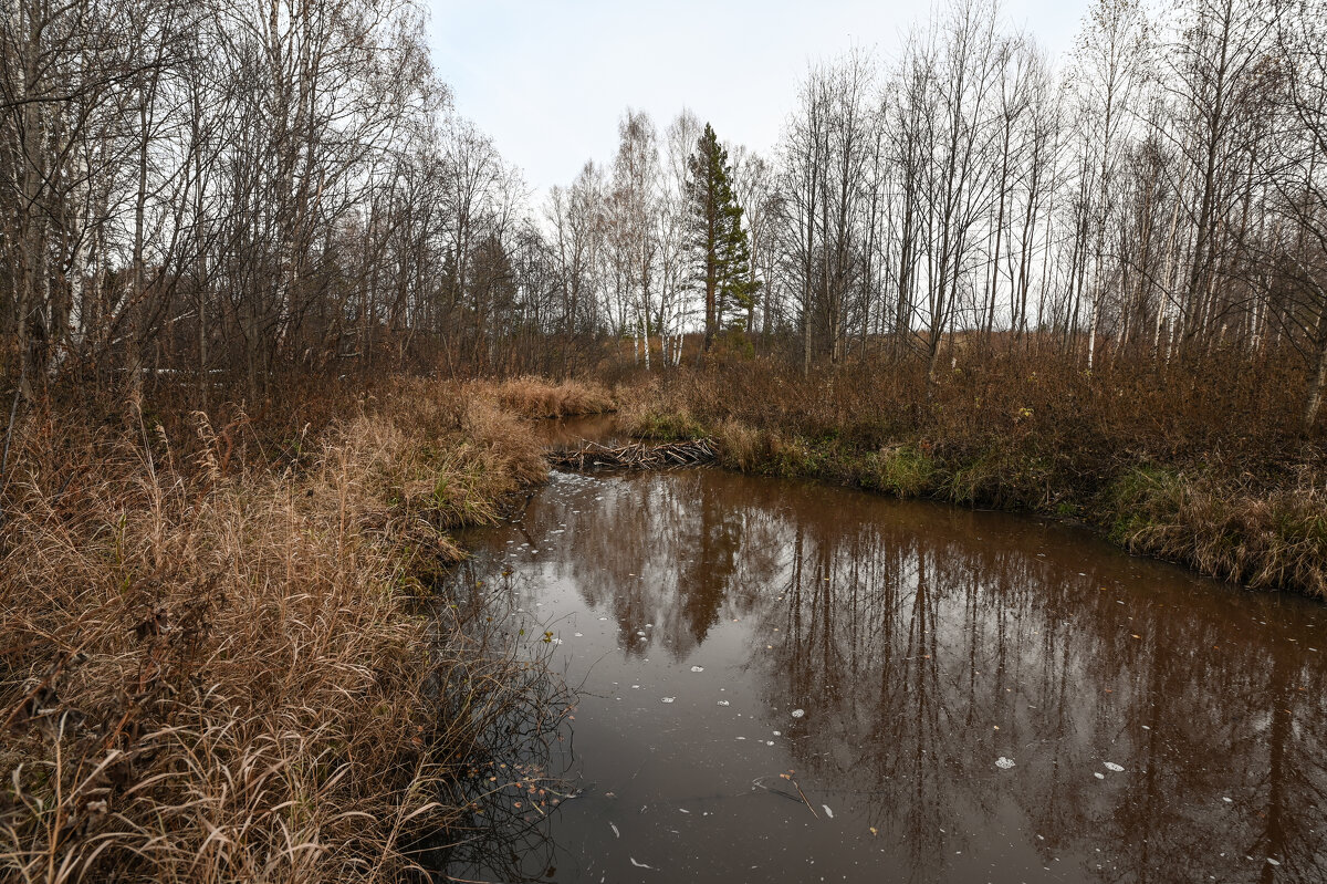 бобровая плотина - сергей бобровая плотина - сергей