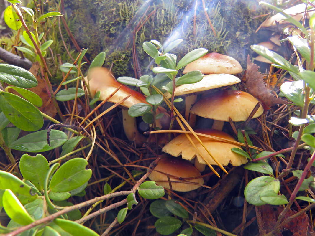 Опята - ИРЭН@ . Опята - ИРЭН@ .