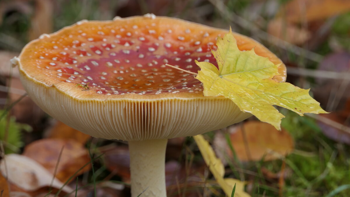 Нам казалось - бесконечно будет лето, Нам казалось - будет жизнь теплом согрета, - "The Natural World" Александер