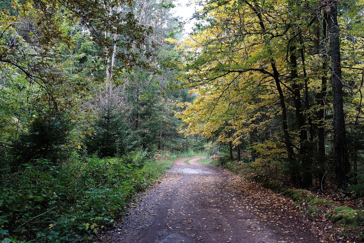 В осеннем лесу - Рита Симонова