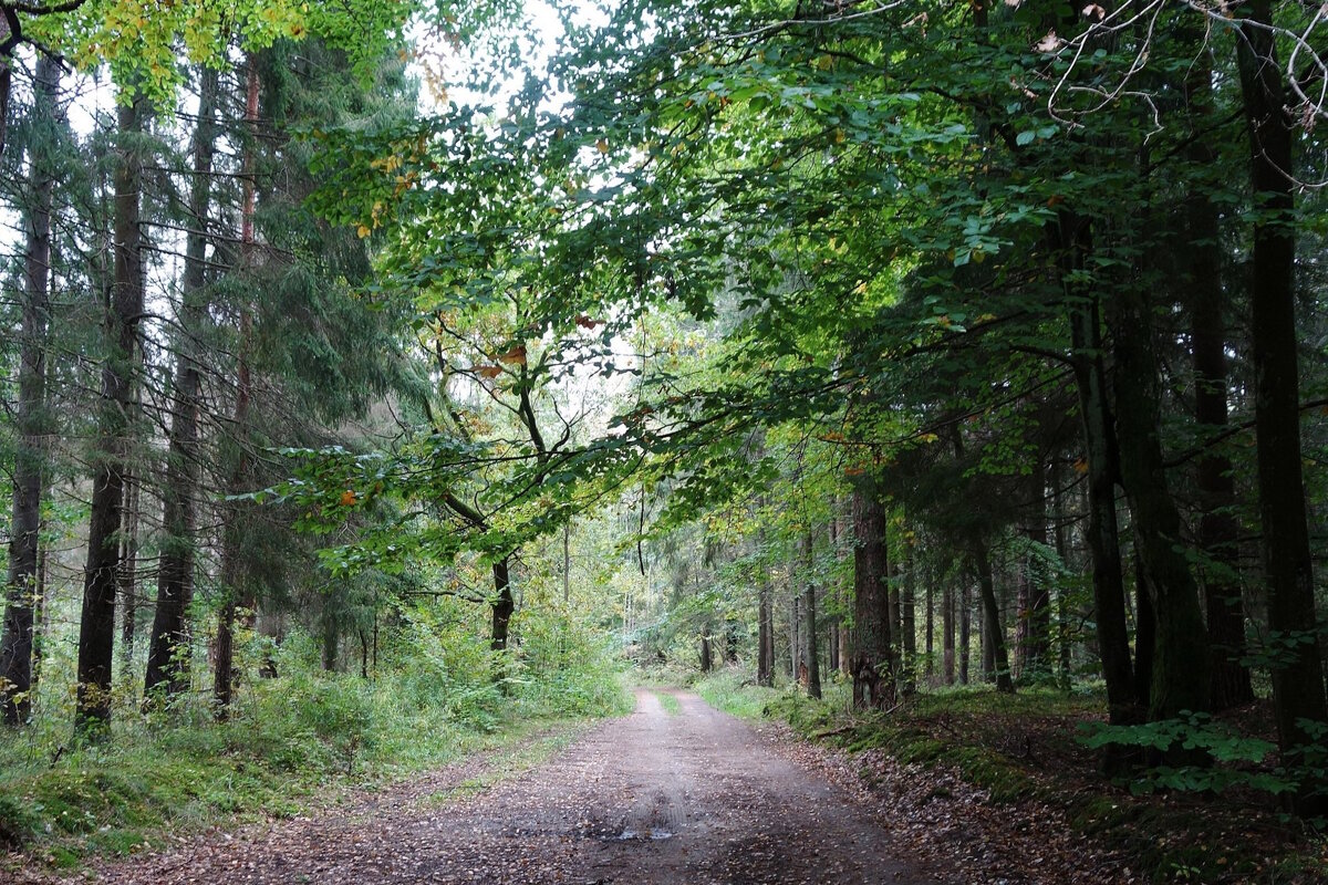 В осеннем лесу - Рита Симонова