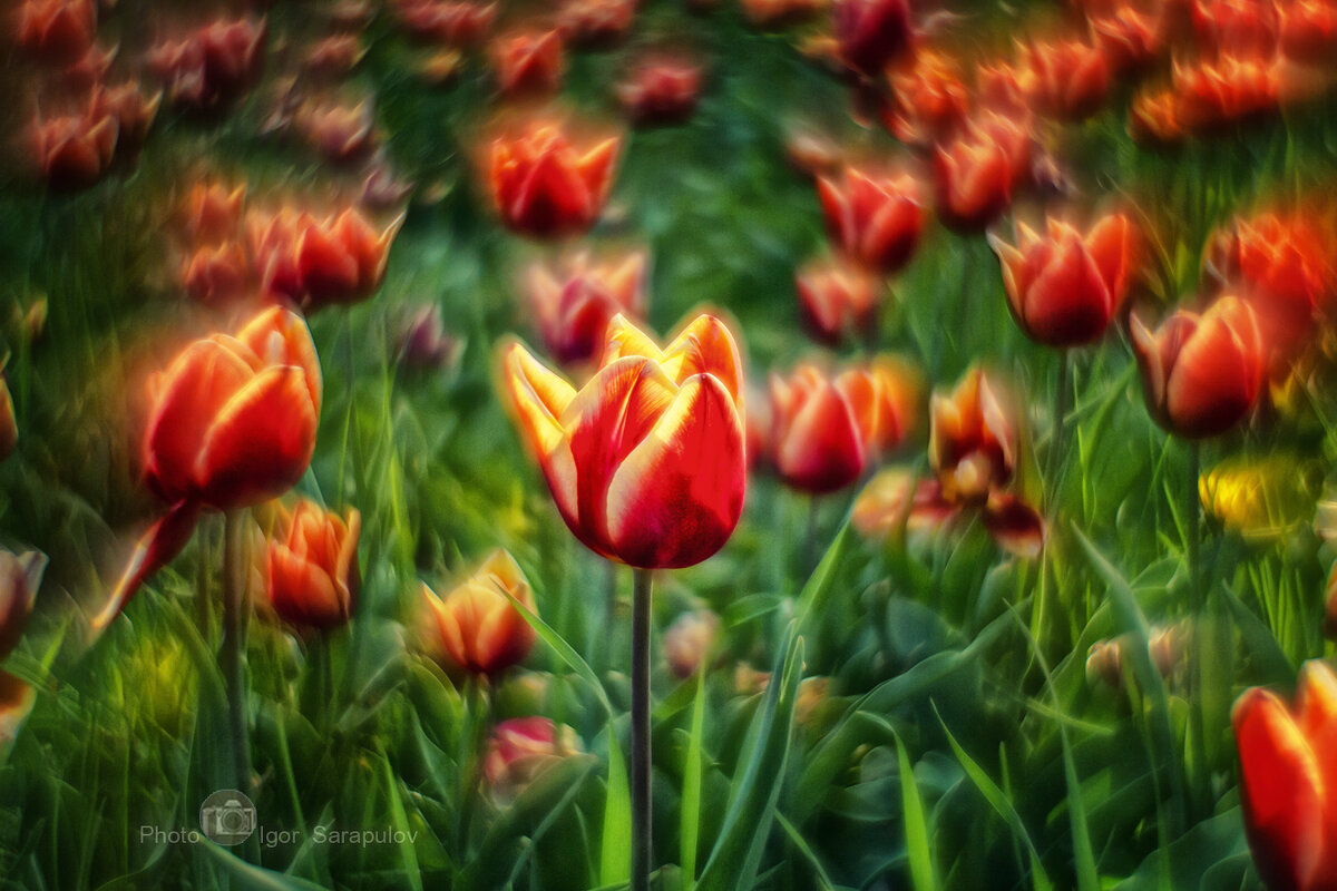 Тюльпаны - Игорь Сарапулов