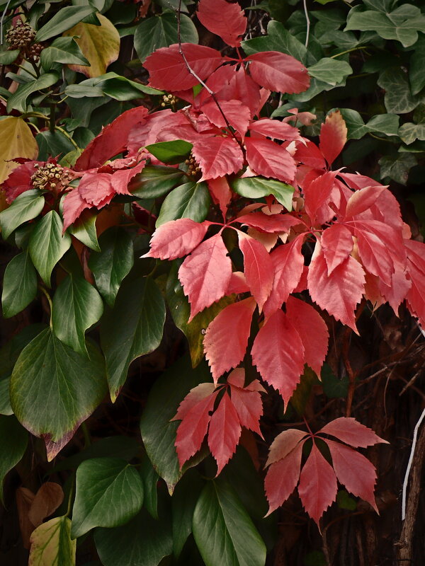 Осень 6 - Алексей Кузнецов