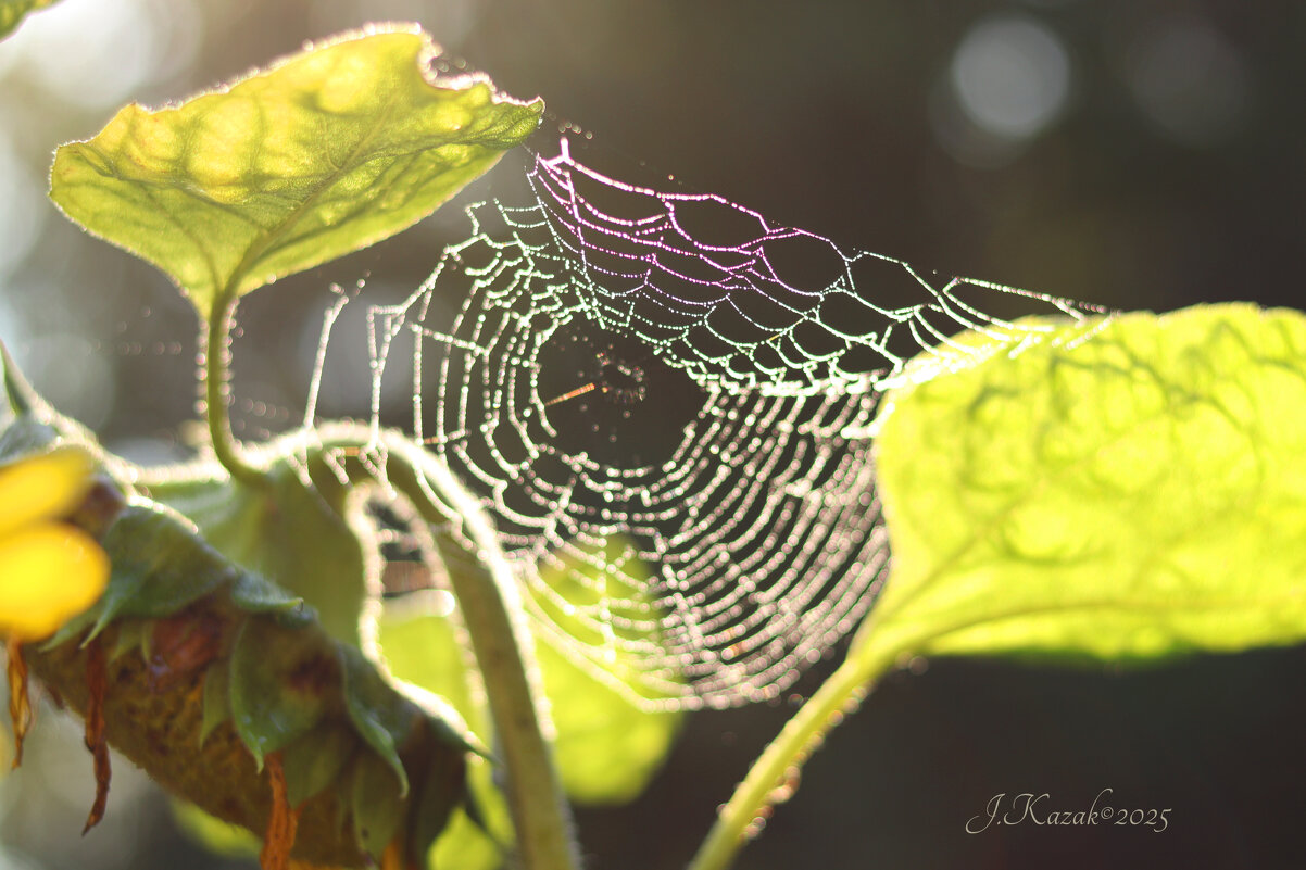 *** - Елена Kазак (selena1965)