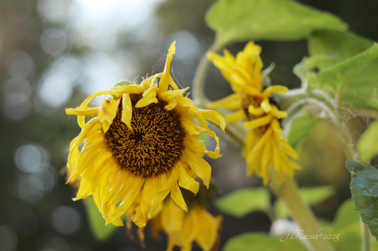 *** - Елена Kазак (selena1965)