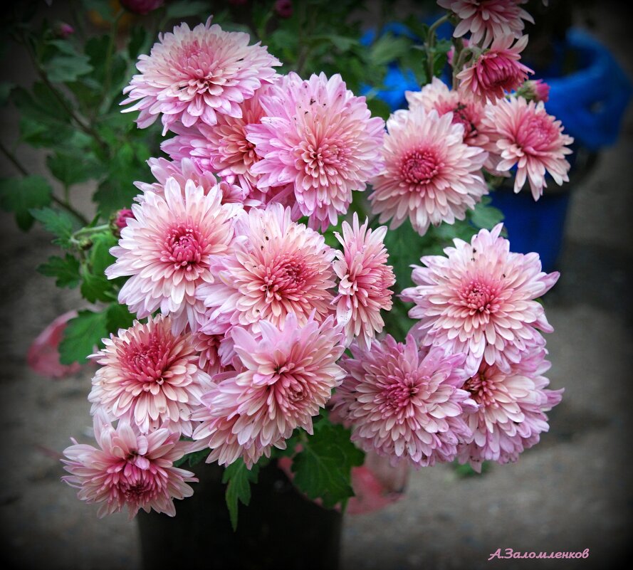 Всё цветут и цветут хризантемы в саду.... - Андрей Заломленков