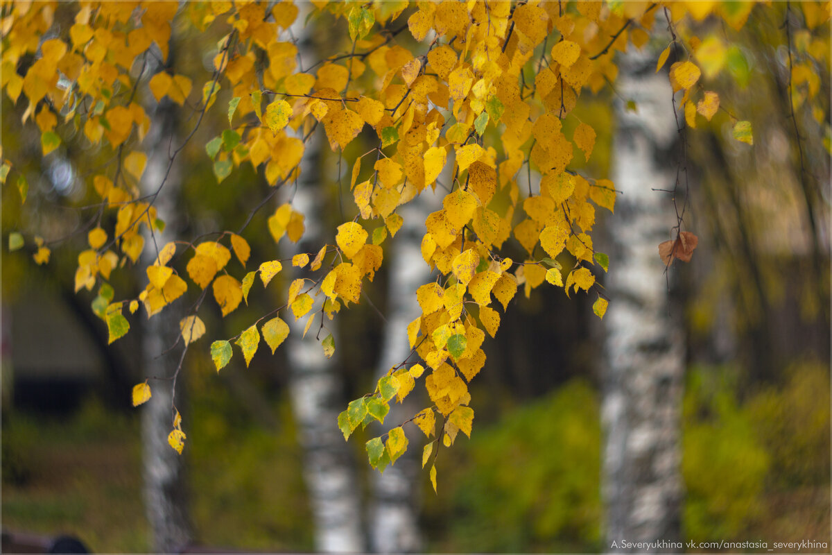 Люблю русские берёзки - Анастасия Северюхина